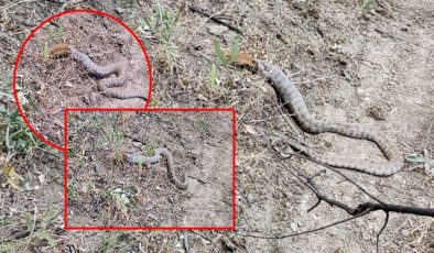 Tunceli’de görüntülendi: Koca engerek, sincabı yuttu – Son Dakika Yaşam Haberleri