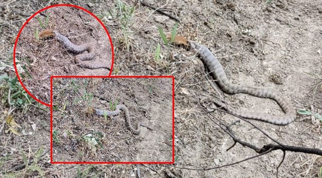 Tunceli’de görüntülendi: Koca engerek, sincabı yuttu – Son Dakika Yaşam Haberleri