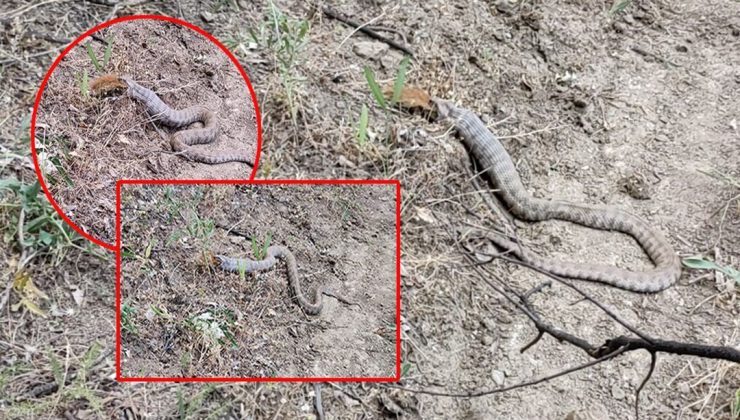 Tunceli’de görüntülendi: Koca engerek, sincabı yuttu – Son Dakika Yaşam Haberleri