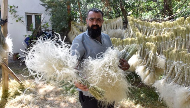 ”Dede sakalı” olarak da biliniyor: Sivaslıların geçim kaynağı, toplandığı yerden bir daha çıkmıyor