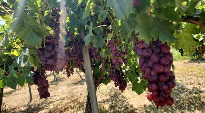 TAE, bağcılığın geliştirilebilmesi amacıyla 6’sı yeni 12 sofralık üzüm çeşidini denemeye aldı