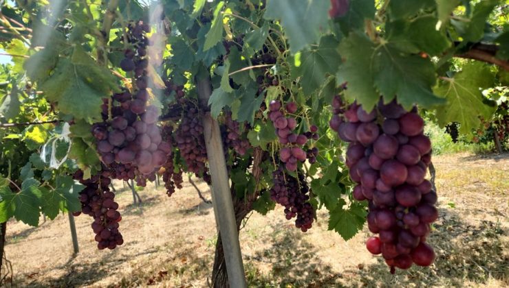 TAE, bağcılığın geliştirilebilmesi amacıyla 6’sı yeni 12 sofralık üzüm çeşidini denemeye aldı