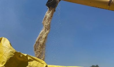 Halk arasında ”kabulca” olarak da biliniyor: Ata tohumunda hasat başladı