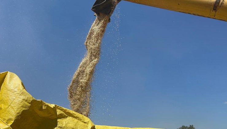 Halk arasında ”kabulca” olarak da biliniyor: Ata tohumunda hasat başladı