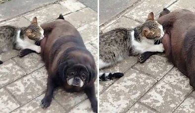 Erzurum’da hayrete düşüren görüntü: Köpek, kediyi sokak ortasında emzirdi – Son Dakika Yaşam Haberleri