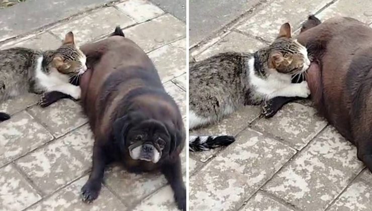 Erzurum’da hayrete düşüren görüntü: Köpek, kediyi sokak ortasında emzirdi – Son Dakika Yaşam Haberleri
