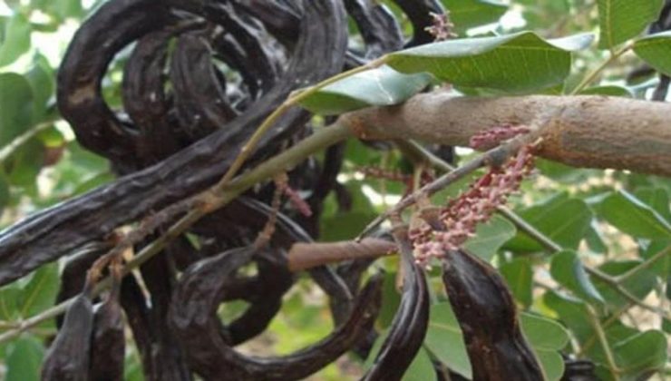 15 Ağustos’tan itibaren İskele bölgesinde harup toplanabilecek