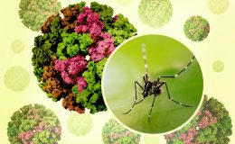 Çin’de chikungunya virüsü: Sivrisinek kaynaklı salgın büyüyor