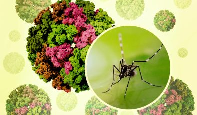 Çin’de chikungunya virüsü: Sivrisinek kaynaklı salgın büyüyor