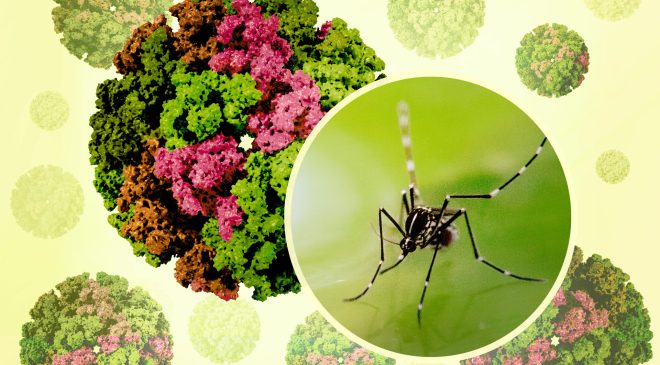 Çin’de chikungunya virüsü: Sivrisinek kaynaklı salgın büyüyor