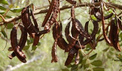 Lefkoşa’da harup hasadı 23 Ağustos’ta, zeytin hasadı ise 30 Ağustos’ta başlayacak
