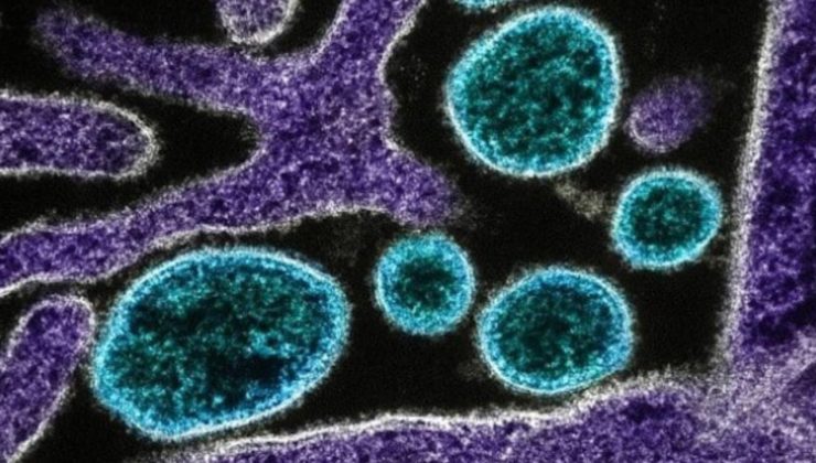 Çin’de chikungunya virüsü alarmı: Sivrisinek kaynaklı salgın büyüyor