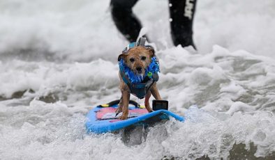Köpekler sörf tahtasında yarıştı