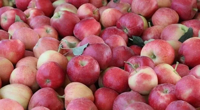 İthal elmada limit üstü kalıntı