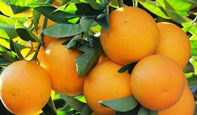 Narenciye Üreticiler Birliği Derneği, hükümetin bir an önce üreticiyi ödemesini istedi