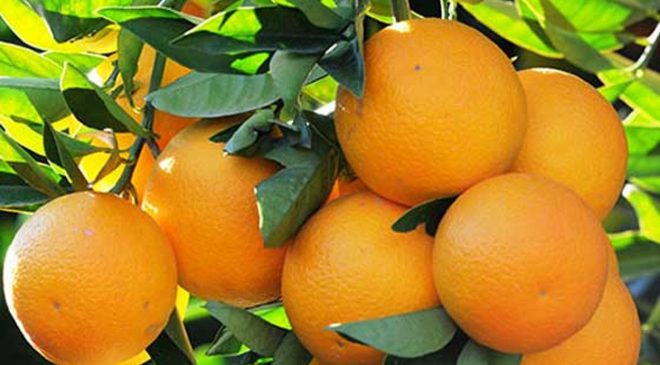 Narenciye Üreticiler Birliği Derneği, hükümetin bir an önce üreticiyi ödemesini istedi