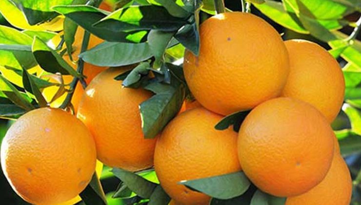 Narenciye Üreticiler Birliği Derneği, hükümetin bir an önce üreticiyi ödemesini istedi