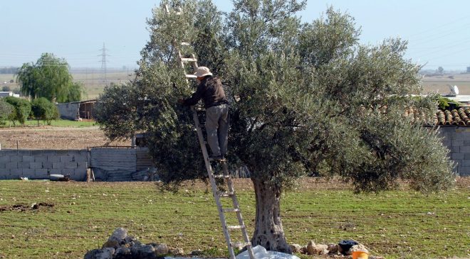 Girne’de zeytin toplama tarihleri açıklandı
