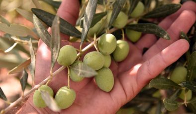 İskele bölgesinde erkenci zeytin hasadı 30 Ağustos’ta başlayacak