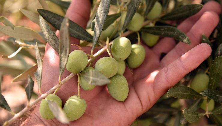 İskele bölgesinde erkenci zeytin hasadı 30 Ağustos’ta başlayacak