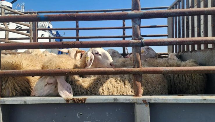 4800 küçükbaş hayvan kayıpsız şekilde KKTC’ye getirildi