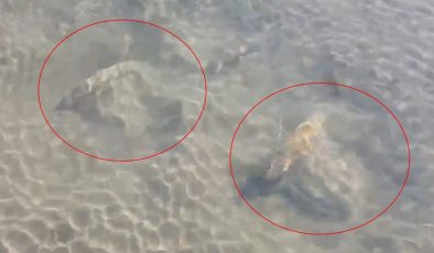 İznik Gölü’nde tarihi eser olduğu değerlendirilen sütun başlıkları bulundu
