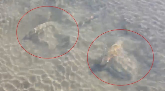 İznik Gölü’nde tarihi eser olduğu değerlendirilen sütun başlıkları bulundu