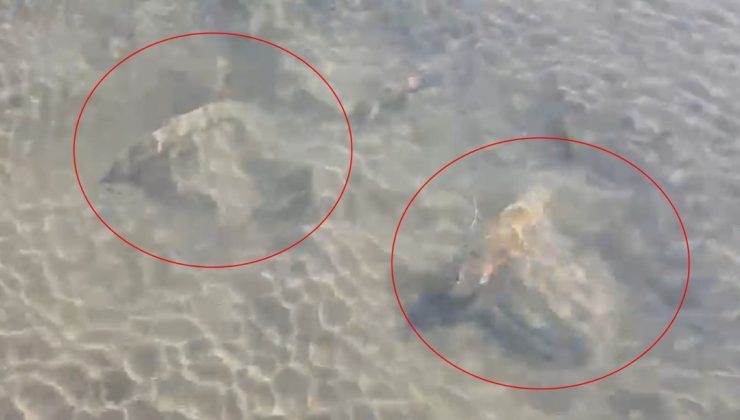 İznik Gölü’nde tarihi eser olduğu değerlendirilen sütun başlıkları bulundu