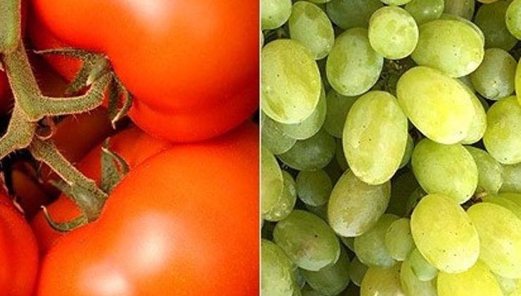 Sultani üzüm ve domateste limit üstü bitki koruma tespit edildi