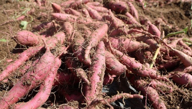Kilosu 35 TL’ye satılıyor: Şifa deposu besinin hasadı başladı