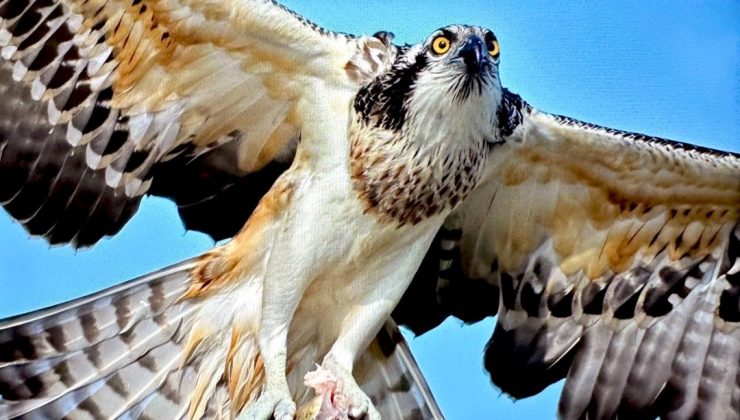 Suya dalabilen tek yırtıcı kuş Bursa’da görüntülendi: ”Ona ilk kez bu kadar yaklaştım”