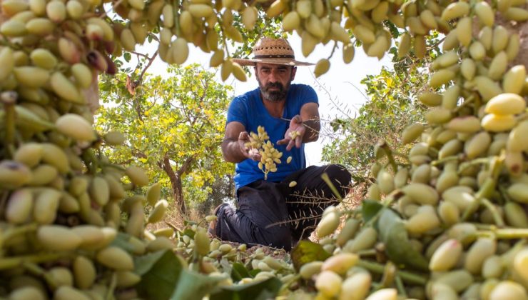 Bir avuç yemek B vitamini ihtiyacının tamamını karşılıyor: Beyin, bağırsak, kalp dostu