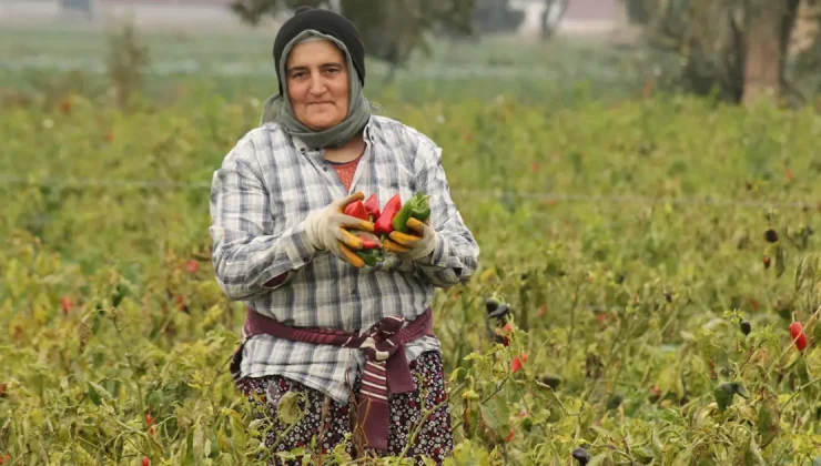 Samsun’da hasat başladı: Kilosu 15 liradan alıcı buluyor, yurt dışından da talep var