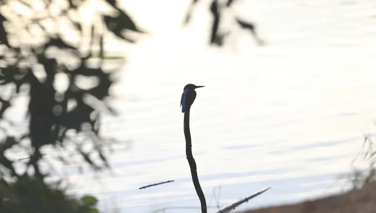 Kuş Cenneti fotoğrafçıların uğrak noktası oldu