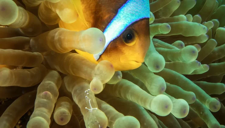 Kızıldeniz’de palyaço balıkları görüntülendi | NTV Haber