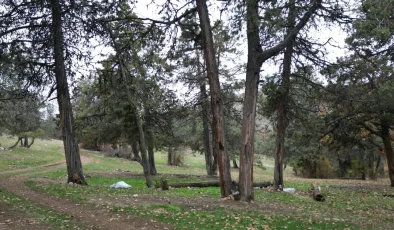 Bu ormana asırlardır balta girmiyor: “Şehit kanından filizlendiğine” inanıyorlar