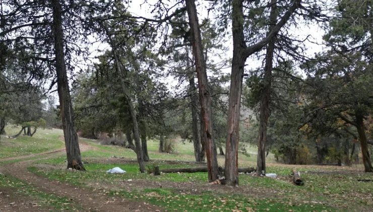 Bu ormana asırlardır balta girmiyor: “Şehit kanından filizlendiğine” inanıyorlar