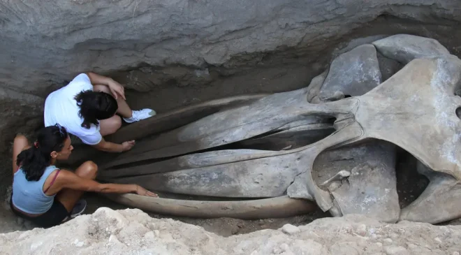 16 metrelik Fin balinasının bin kemiği birleştiriliyor