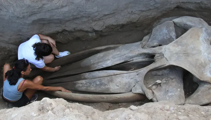 16 metrelik Fin balinasının bin kemiği birleştiriliyor