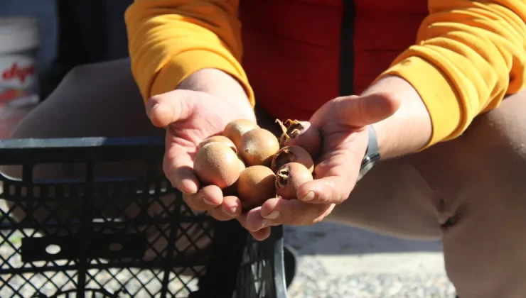 Dağlarda kendiliğinden yetişiyor: "Beşbıyık" tezgahlarda yerini aldı, kilosu 50 lira