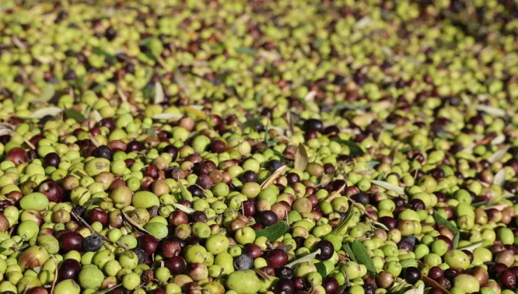 Adana’da hasat tamamlandı: Litresi 350 TL’ye satılıyor