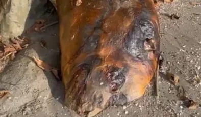 Tekirdağ sahilinde gizemli canlı: Hemen ekiplere haber verildi