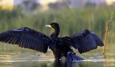 Erzincan’daki sığınak 149 göçmen kuşu türüne ev sahipliği yapıyor