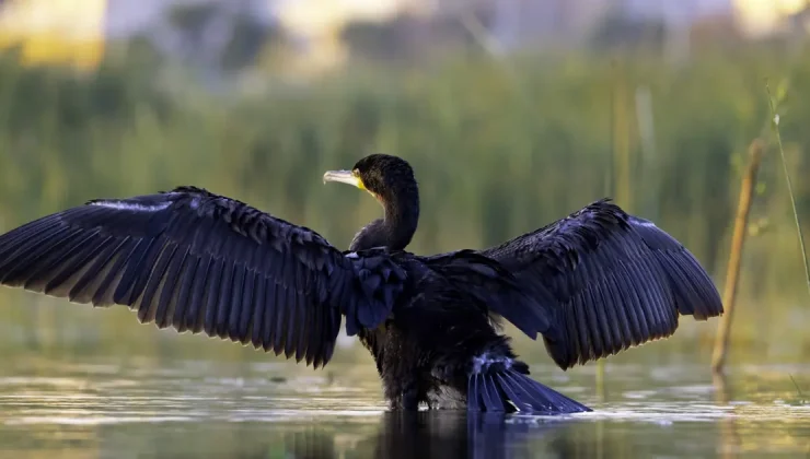 Erzincan’daki sığınak 149 göçmen kuşu türüne ev sahipliği yapıyor