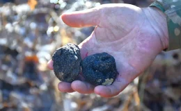 ‘Ormanların kara elması’ olarak biliniyor: Ekonomik değeri yüksek, Bayburt’ta keşfedildi