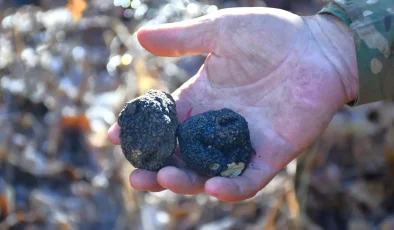 ‘Ormanların kara elması’ olarak biliniyor: Ekonomik değeri yüksek, Bayburt’ta keşfedildi