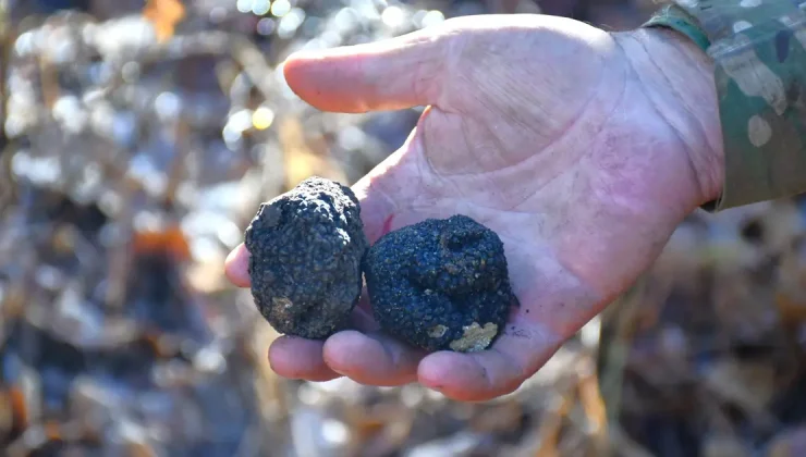 ‘Ormanların kara elması’ olarak biliniyor: Ekonomik değeri yüksek, Bayburt’ta keşfedildi
