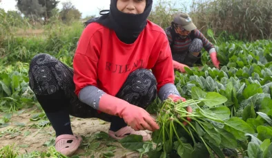 Pazarda kilosu 40 lirayı buluyor, kışın vazgeçilmez sebzesinde hasat zamanı