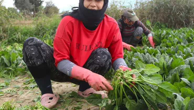 Pazarda kilosu 40 lirayı buluyor, kışın vazgeçilmez sebzesinde hasat zamanı
