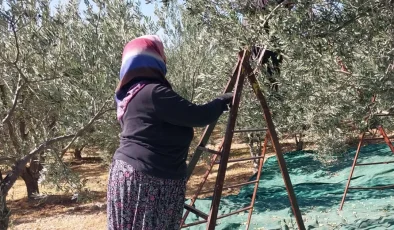 Sabahın erken saatlerinde dallardan toplanıyor. Şifa deposu besinin kilosu 30 liradan başlıyor